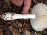 Amanita hesleri image