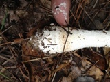 Amanita hesleri image
