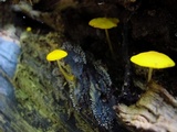 Pluteus chrysophlebius image