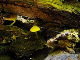 Pluteus chrysophlebius image