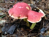 Boletus roodyi image