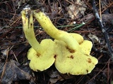 Boletus roodyi image