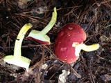 Boletus roodyi image