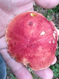 Boletus roodyi image