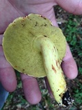 Boletus roodyi image