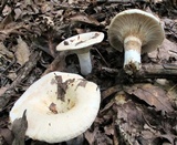 Lactarius deceptivus image