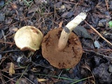 Boletus durhamensis image