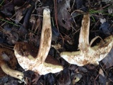 Boletus durhamensis image