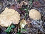 Boletus durhamensis image