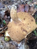 Boletus durhamensis image