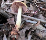 Cortinarius corrugatus image