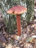 Aureoboletus russellii image