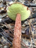 Aureoboletus russellii image