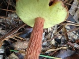 Aureoboletus russellii image
