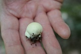 Arachnion album image