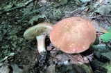 Xanthoconium affine image