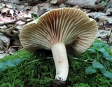 Lactarius marylandicus image