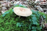 Lactarius marylandicus image