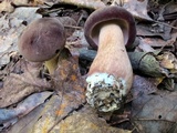 Tylopilus rubrobrunneus image