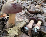 Tylopilus rubrobrunneus image