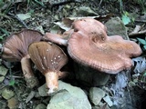 Lactarius peckii image