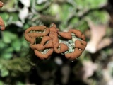 Cladonia subcariosa image