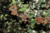 Cladonia subcariosa image