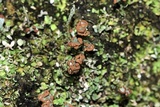 Cladonia subcariosa image