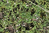 Cladonia subcariosa image