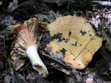 Lactarius psammicola image