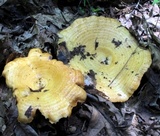 Lactarius psammicola image