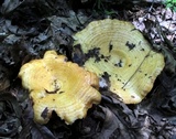 Lactarius psammicola image