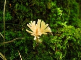 Tremellodendron pallidum image