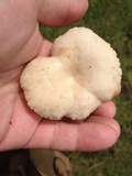 Lactarius marylandicus image