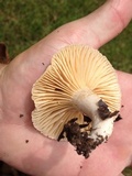 Lactarius marylandicus image