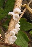 Cellypha goldbachii image