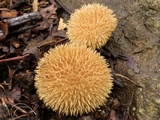 Lycoperdon pulcherrimum image