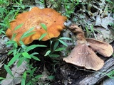 Lactarius peckii image