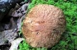 Xerocomus hortonii image