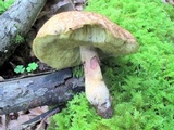 Xerocomus hortonii image