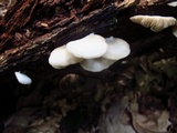 Crepidotus applanatus image