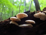 Crepidotus applanatus image