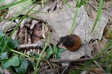 Galiella rufa image