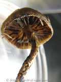Psilocybe graveolens image