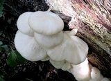 Pleurotus pulmonarius image