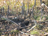 Psilocybe graveolens image