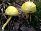 Pulveroboletus curtisii image