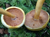 Pulveroboletus curtisii image