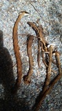 Battarrea phalloides image