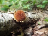 Flammulaster erinaceellus image